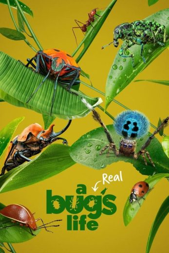 مسلسل A Real Bug’s Life الموسم الاول الحلقة 2 مترجمة